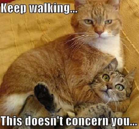 two-cats-hugging