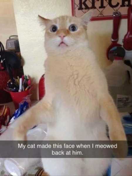Funny Animal Pictures Youre Going To Love 005