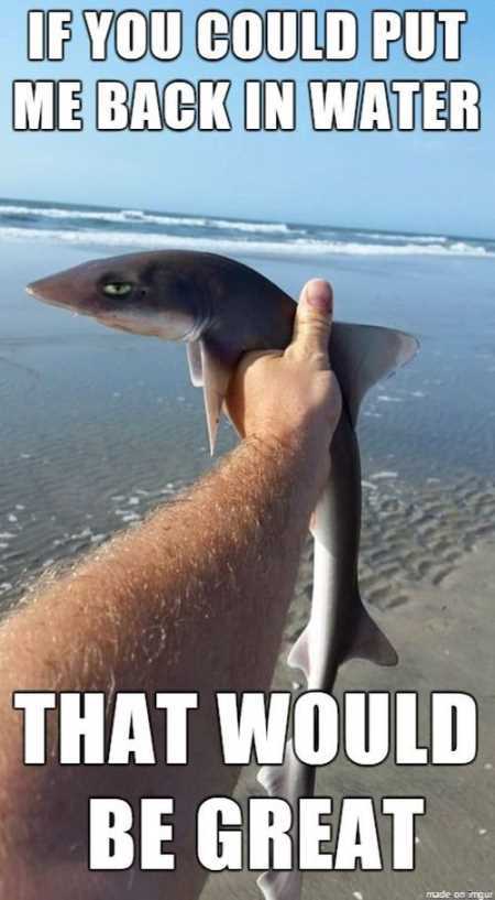 Funny Animal Pictures Youre Going To Love 007