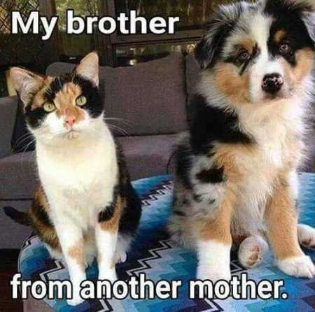 Funny Animal Pictures Youre Going To Love 019