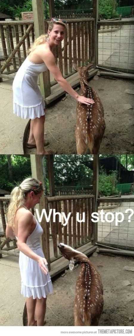 Funny Animal Pictures Youre Going To Love 022
