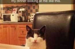 Funny Animal Pictures You'Re Going To Love 030