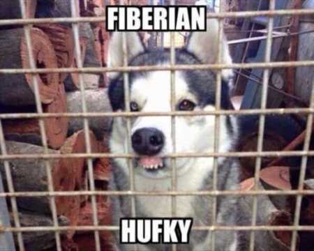 Funny Animal Pictures Youre Going To Love 031