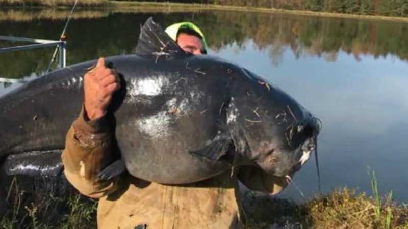 North Carolina Man Caught A 112 Pound Catfish On The Cape Fear River