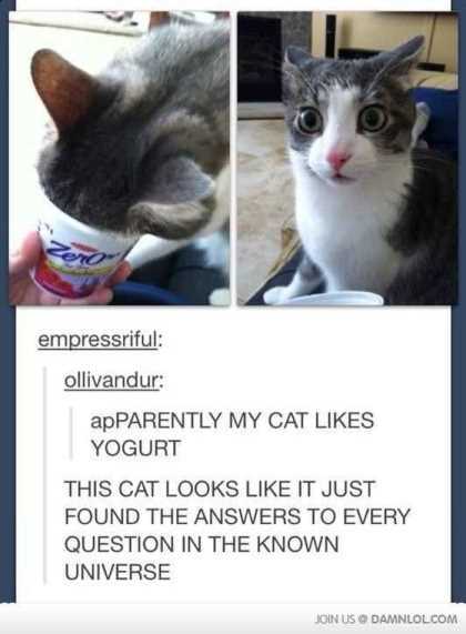 cat eating yogurt