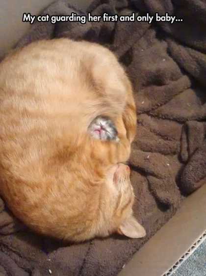 cat guarding her kitten