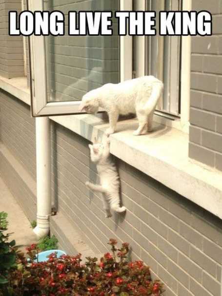 cat-helping-another-cat-climb-in-the-window