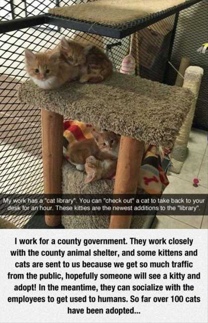 cat hotel thing