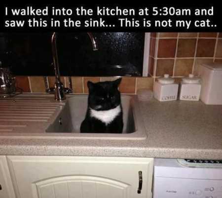 cat in the sink