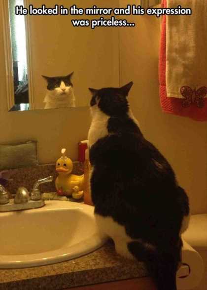 cat looking in the bathroom mirror