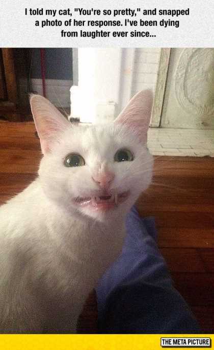 cat making silly face