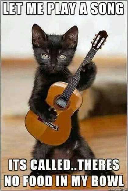 cat playing tiny guitar
