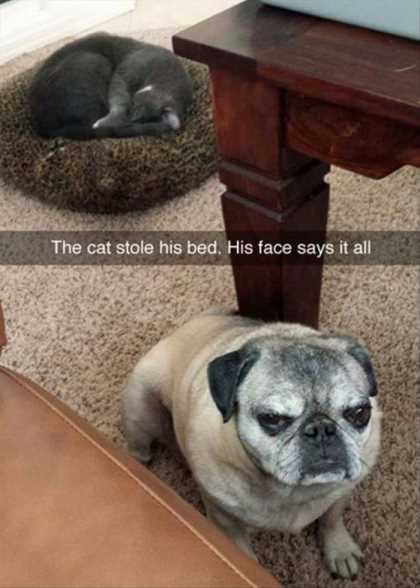 cat stole pugs bed