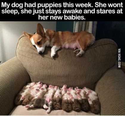 corgie laying with her puppies on the couch