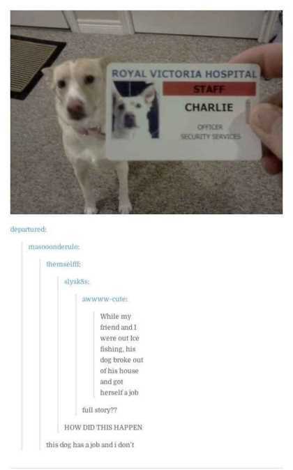dog drivers license