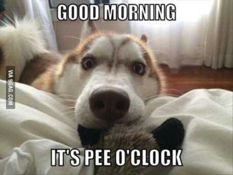funny-dog-needs-to-go-pee