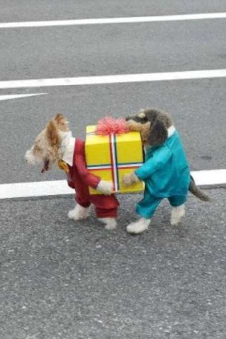 funny-little-dog-costume 28 Super Funny Pictures