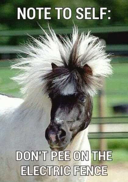 horse with crazy hair