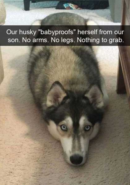 husky laying on the ground funny