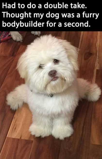 little dog bodybuilder