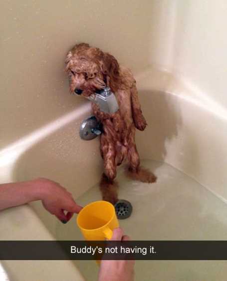 little-dog-getting-a-bath