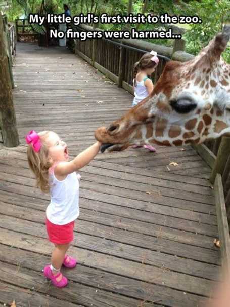 little-girl-feeding-a-giraffe