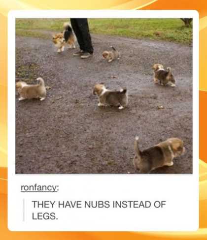 little puppys have nubs instead of legs
