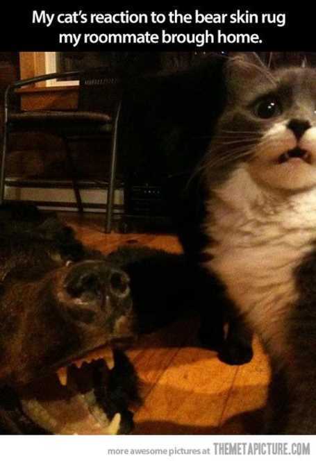 my-cats-reaction