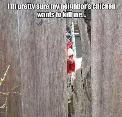 my neighbors chicken wants to kill me