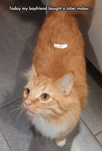 used the label maker on the cat