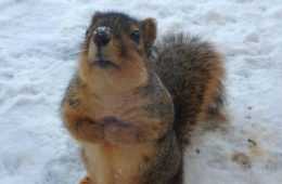 Very Funny Pictures Featured