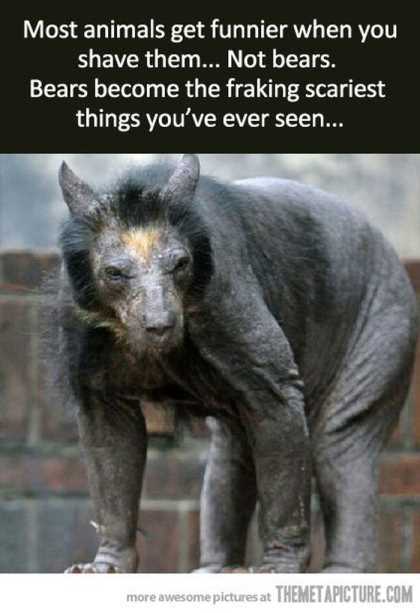 what does a shaved bear look like