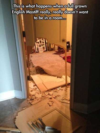 what happens when a full grown mastiff doesn't want to be left alone