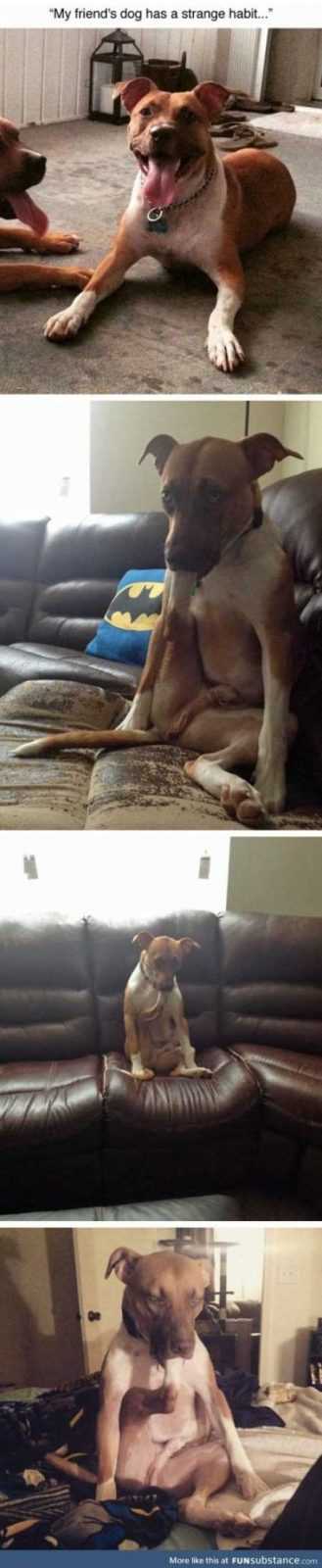 Absolutely Hilarious Animal Pictures 019