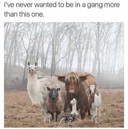 Absolutely Hilarious Animal Pictures 029