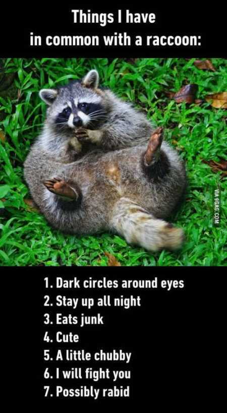 Absolutely Hilarious Animal Pictures 033