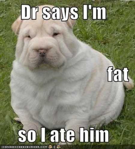 Absolutely Hilarious Animal Pictures 035