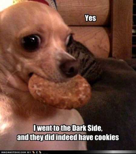 Hilarious Animal Pictures 019