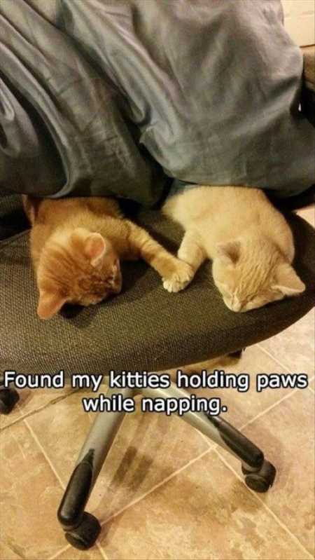 Very Funny Animal Pictures 019