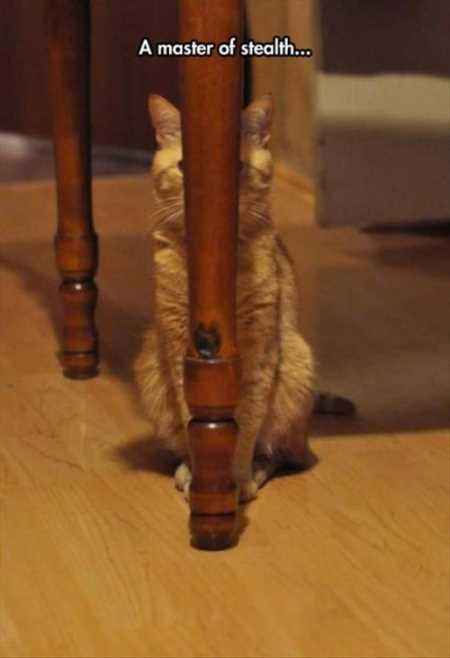 Very Funny Animal Pictures 031