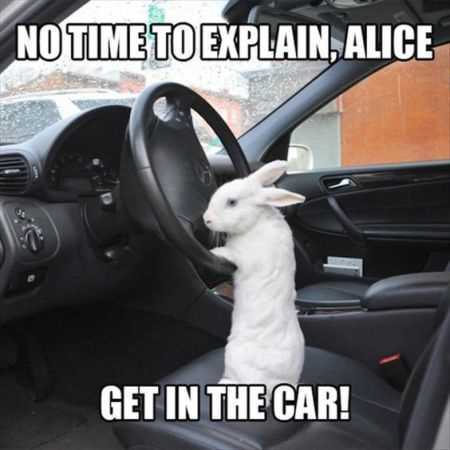 funny photo of a rabbit standing on car seat holding steering wheel captioned "no time to explain, Alice" get in the car!