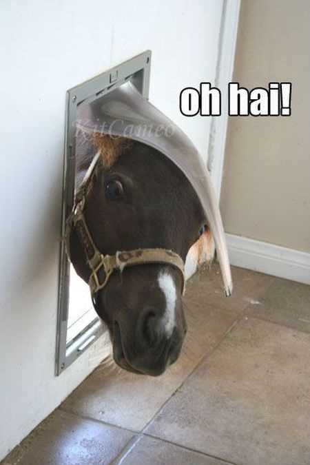 a photo of a horse sticking his head through a dog door captioned "oh hai!"