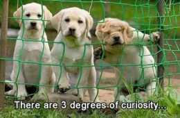 New Funny Animal Pictures You'Re Going To Love 2034