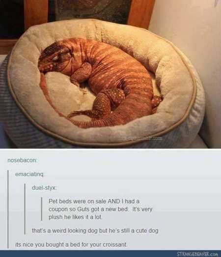 Really Funny Pictures 3037
