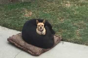 Funny Animals Can'T Stop Laughing 121