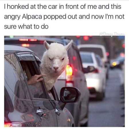 38 Funny Pictures You're Going To Love | Funny Pictures Youre Going To Love 415 38 Funny Pictures You're Going To Love