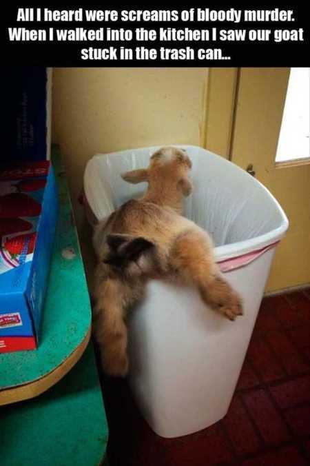 38 Funny Pictures You're Going To Love | Funny Pictures Youre Going To Love 437 38 Funny Pictures You're Going To Love