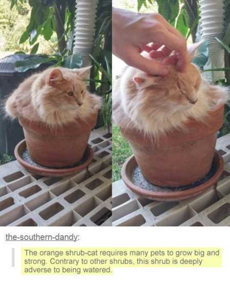 The Funniest Animal Pics Ever 607