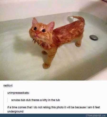 The Funniest Animal Pics Ever 617
