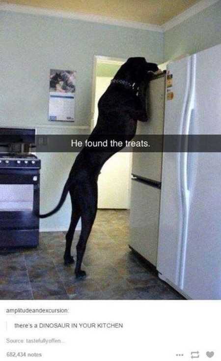 The Funniest Animal Pics Ever 618